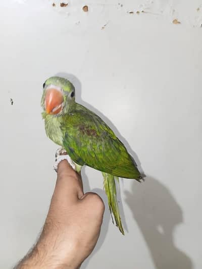 Raw phari or green ringneck