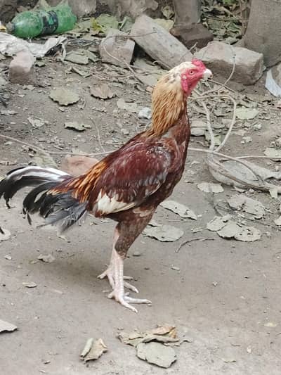 aseel heavy murga