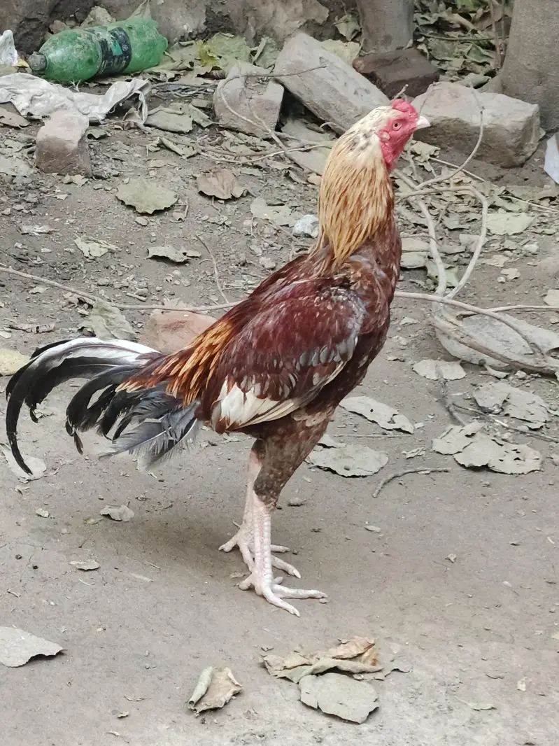 aseel heavy murga — photo 2