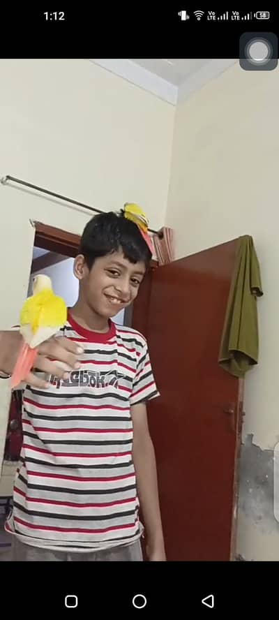 Sunchick