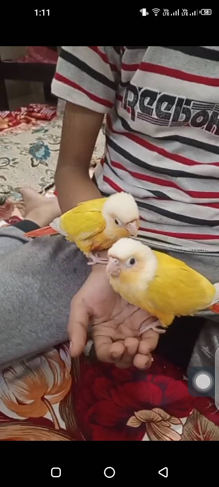 Sunchick 1