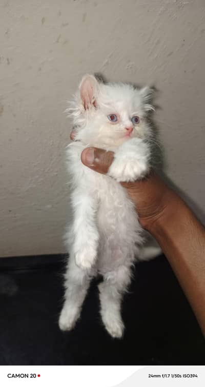 Pure Persian Kitten