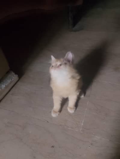 Persian kittens
