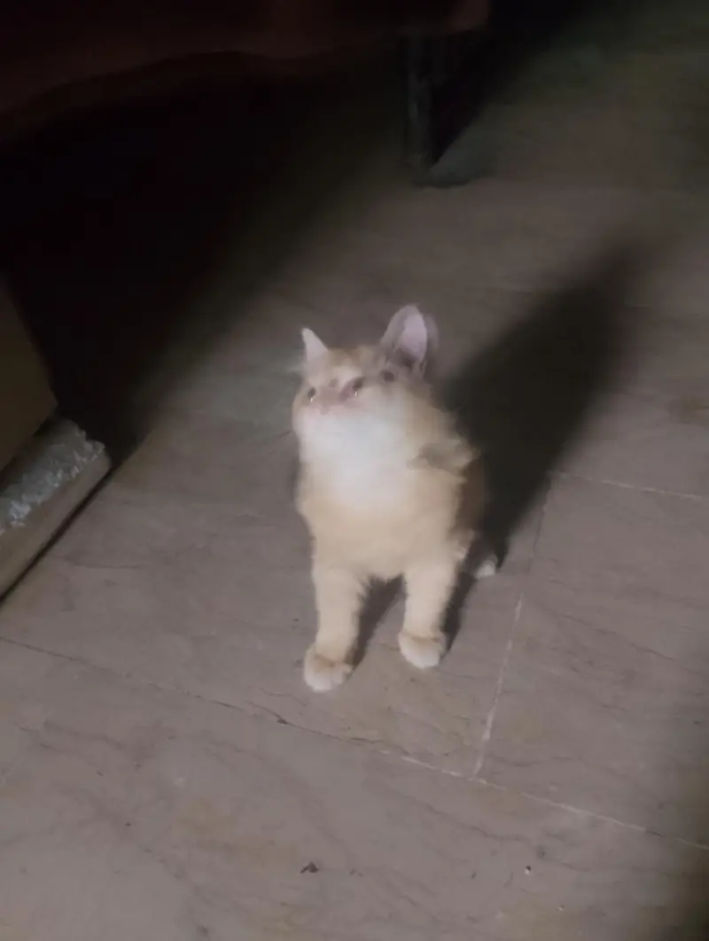 Persian kittens