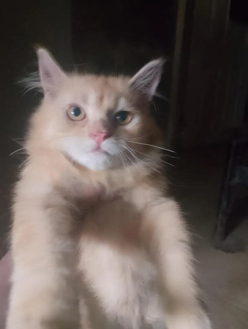 Persian kittens — photo 2