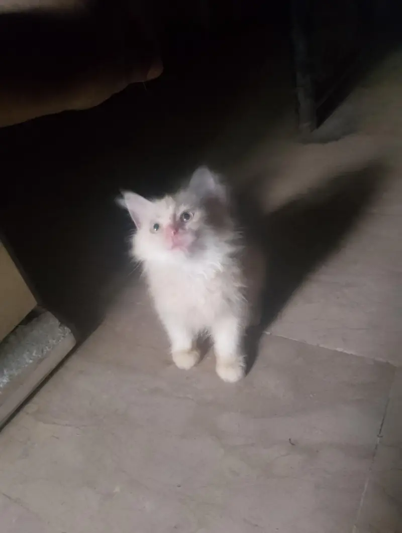 Persian kittens — photo 3