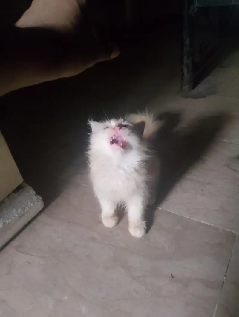 Persian kittens — photo 4