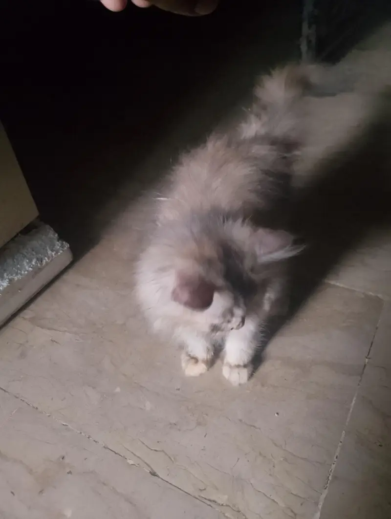 Persian kittens — photo 5