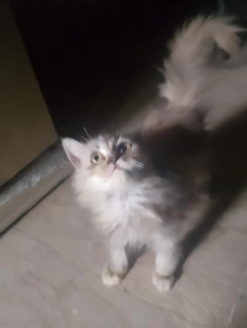 Persian kittens — photo 6