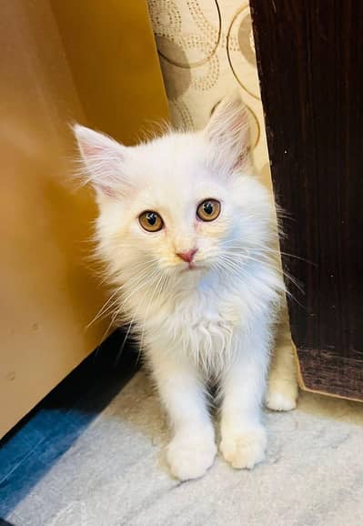 Persian cats for sale