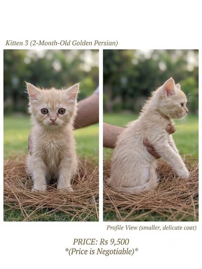 Persian billi