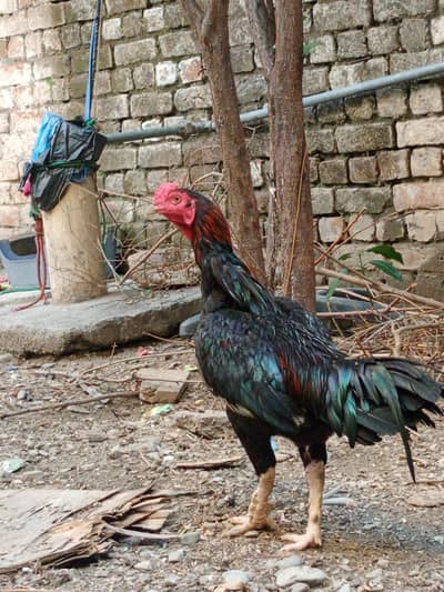 Hen, Cock