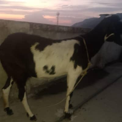 ya dono Bakri for sale han