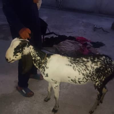 ya  Bakri for sale han