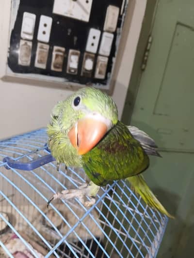 Raw parrot or green ringneck self