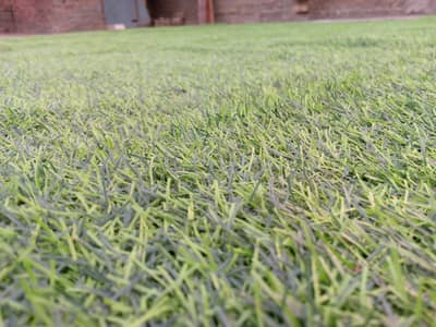 gross sport carpet