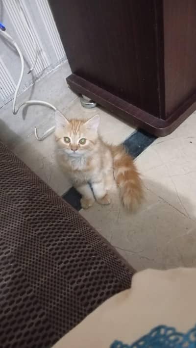 punch face brown cat