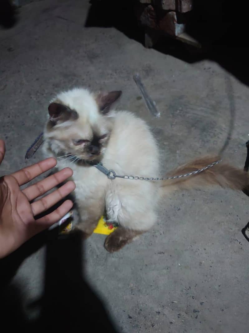 siamese kiiten 1