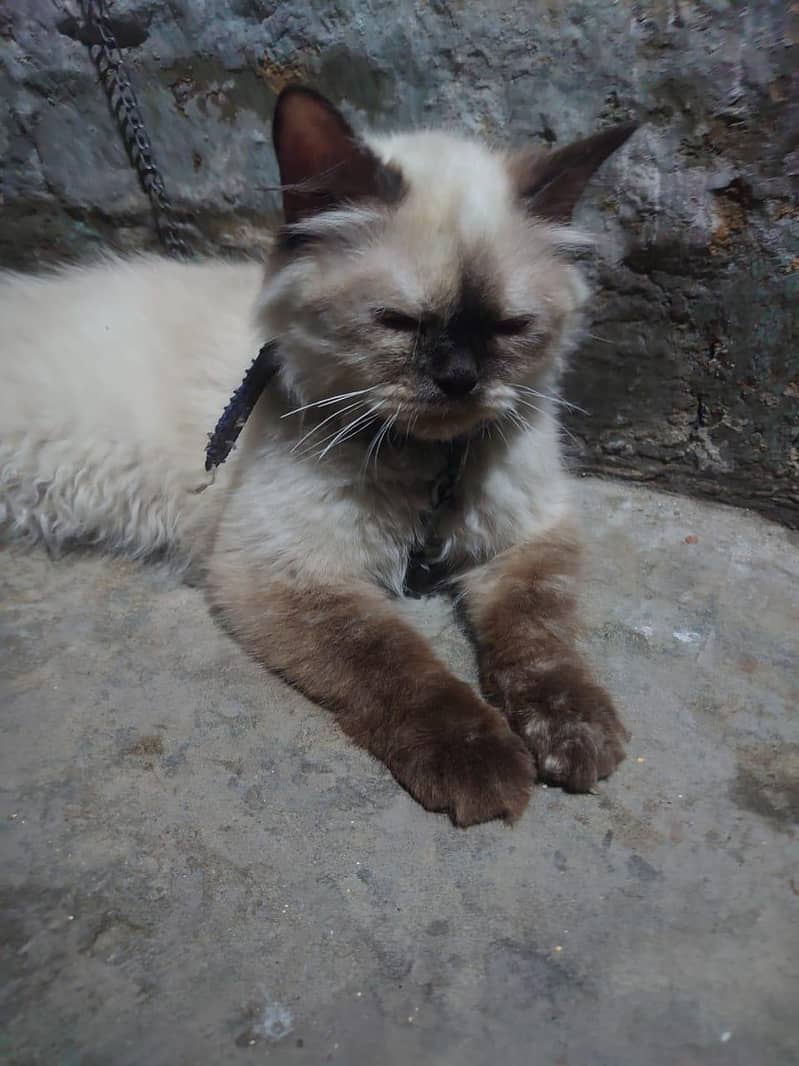 siamese kiiten 3