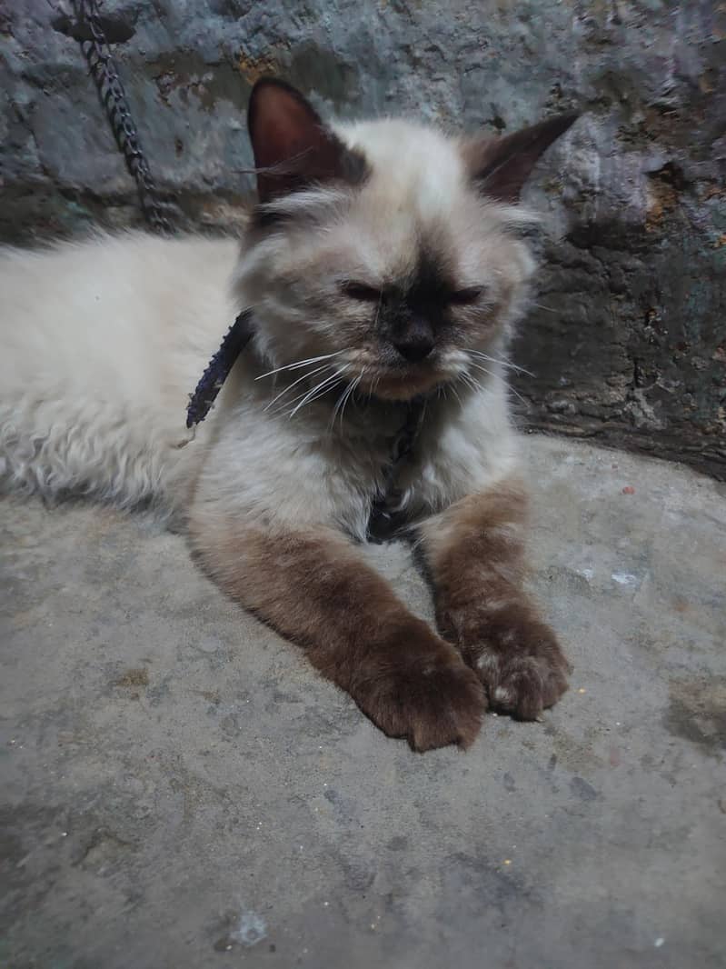 siamese kiiten 4
