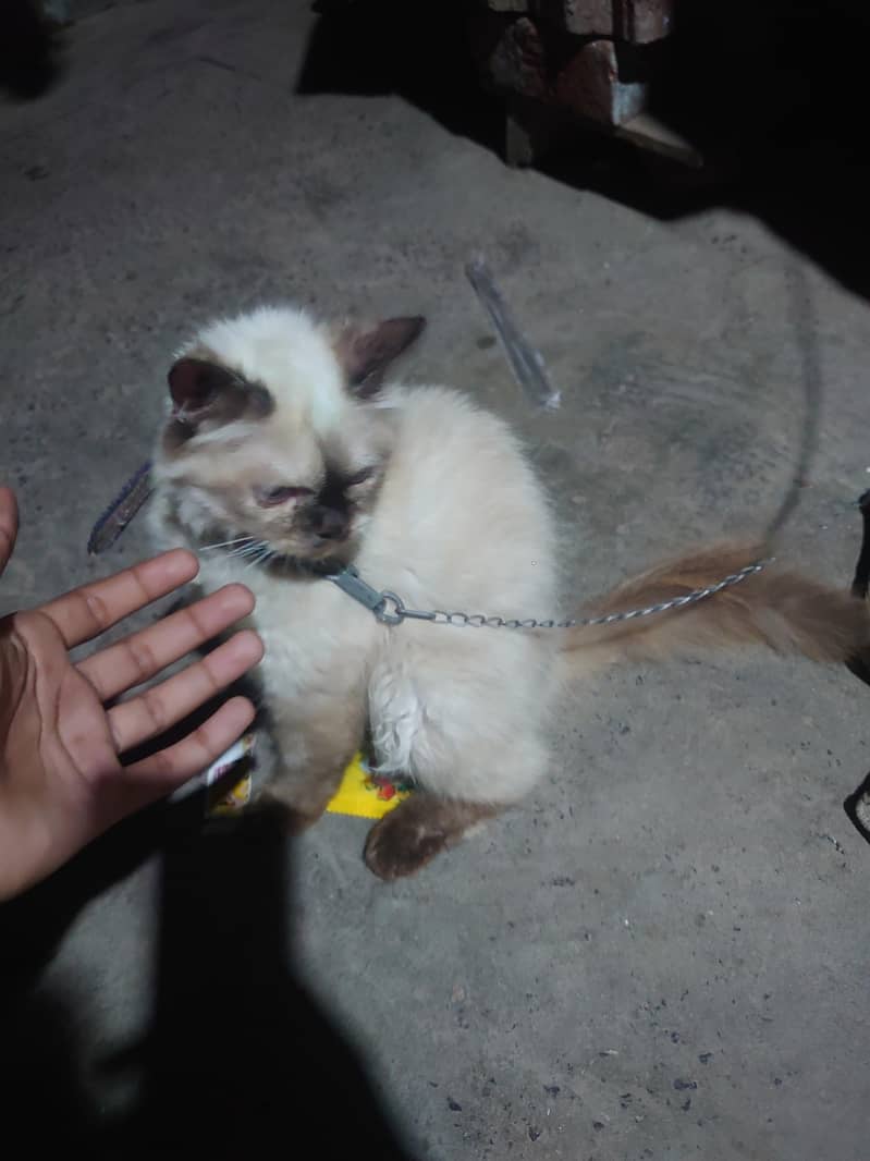 siamese kiiten 8