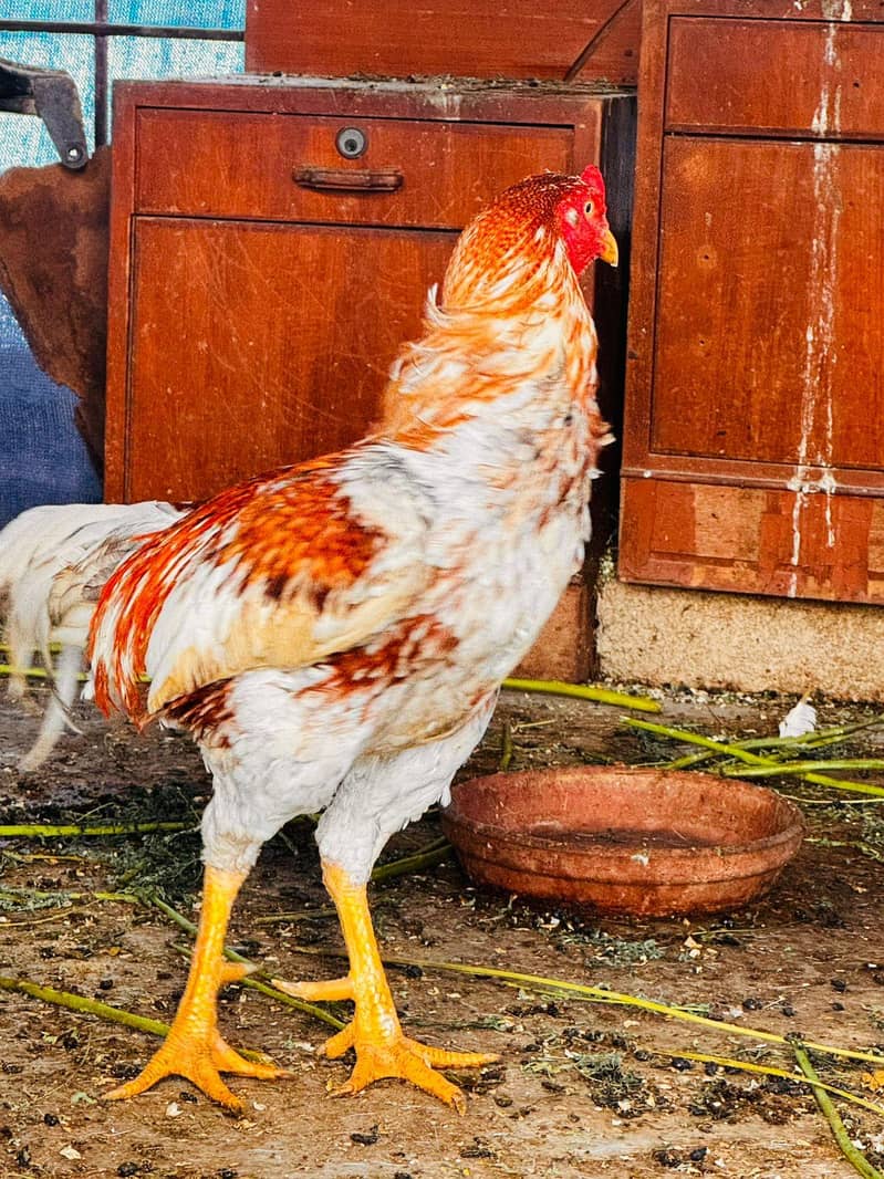 nice breeding pair 3