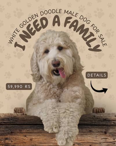 Standard Poodle Male, SUPER FRIENDLY and PLAYFUL dog
