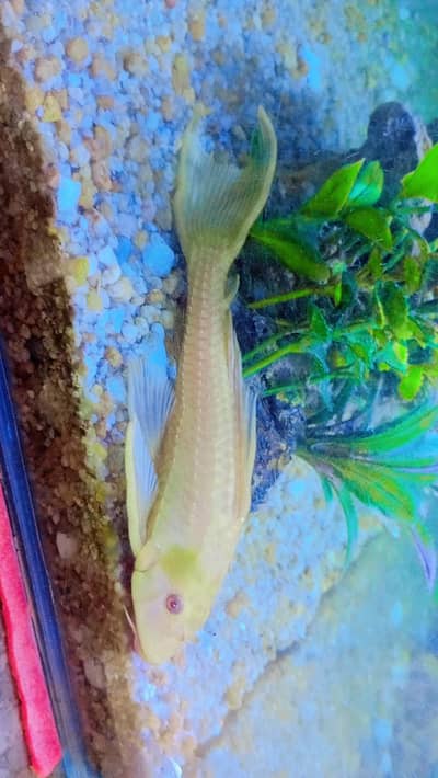 Fish Tank / Aquarium