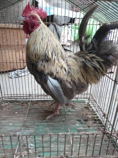 English gema male