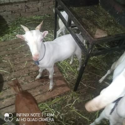 GHABAN goat's for sale location latifabad Hyderabad