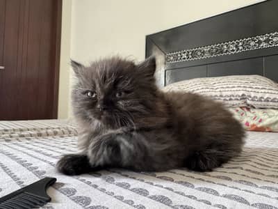 Persian triple coated kitten