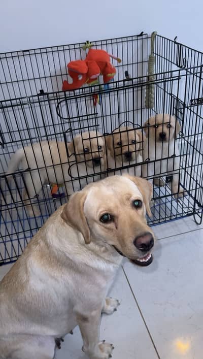 British Labrador Female Puppies Available for New Homes