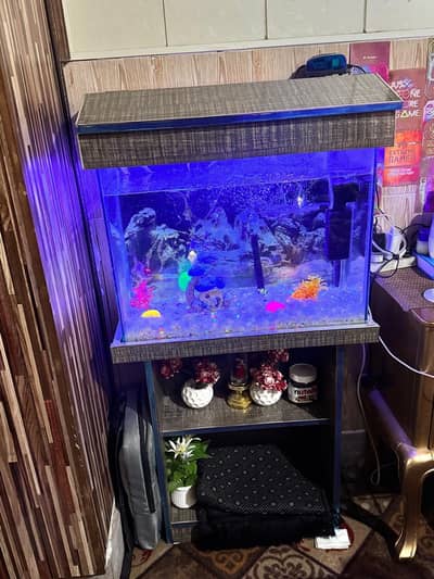 fish Aquarium available with beautiful fishes