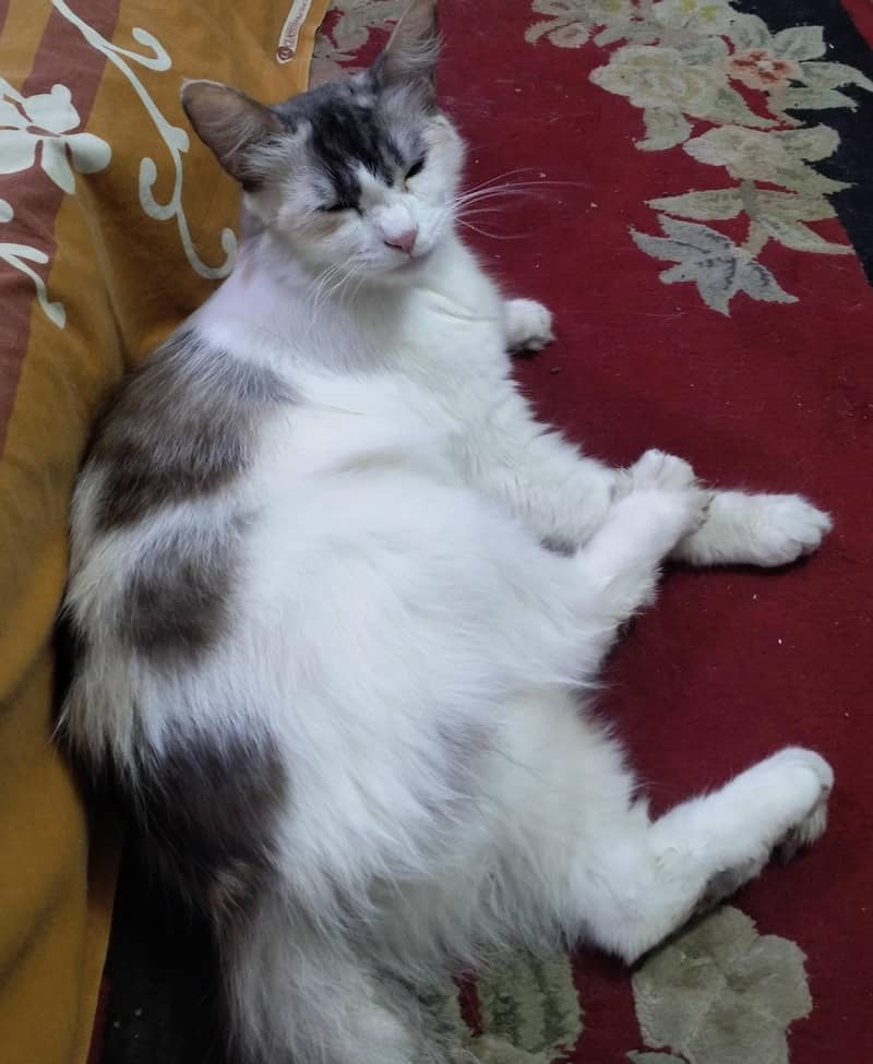 Persian cat 0