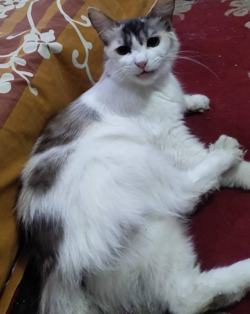 Persian cat 1