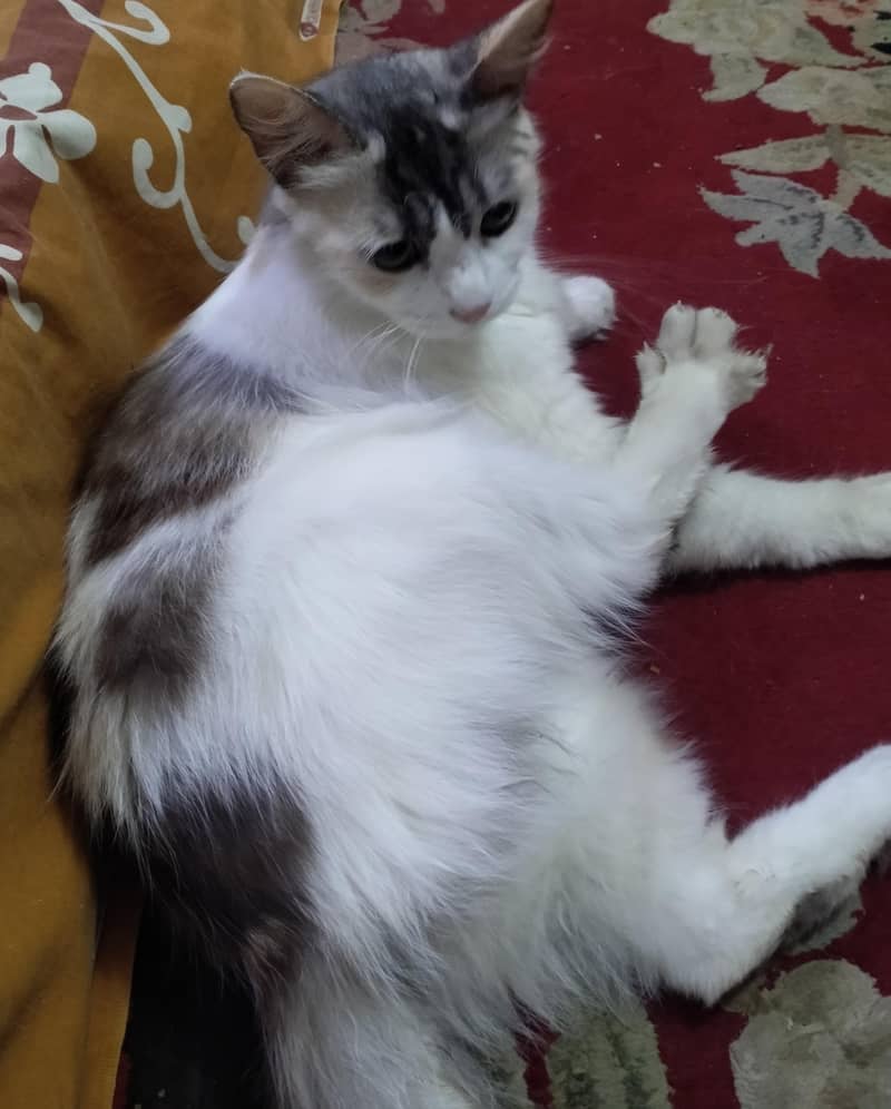 Persian cat 2