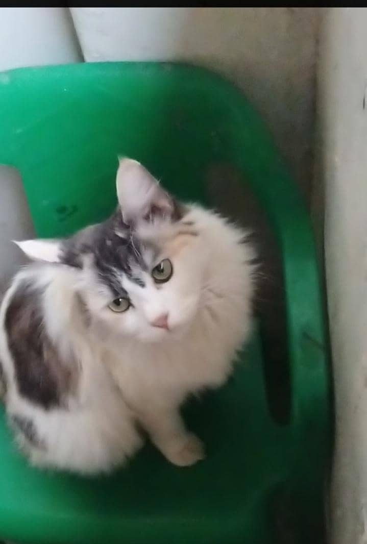 Persian cat 3