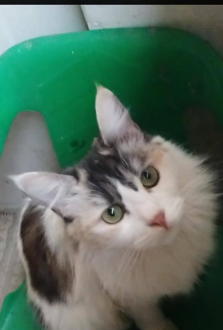 Persian cat 4