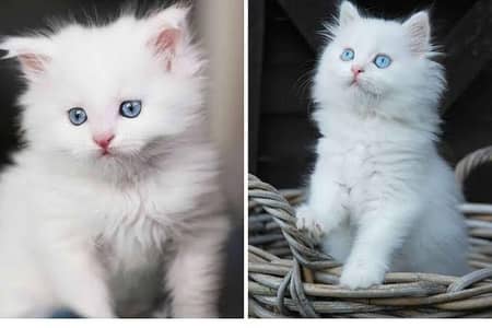 3 Blue eyes Kitten, Cat baby For sale