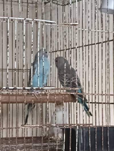 bujjies