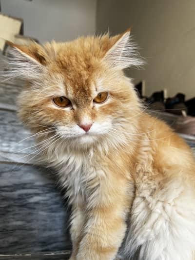  Persian Male Cat for Sale | 9 Months Old | Vaccinated