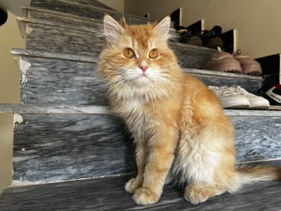 Persian Male Cat for Sale | 9 Months Old | Vaccinated