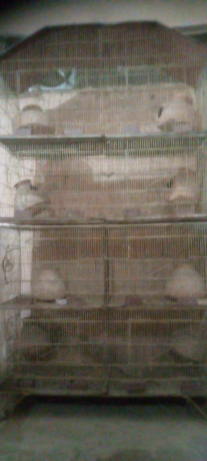 cages 1