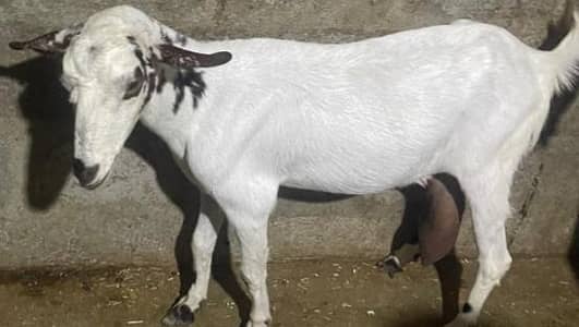 goats milk for sell