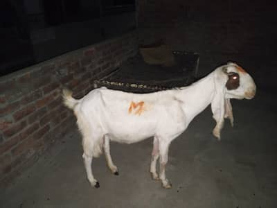 gulabi abluk female