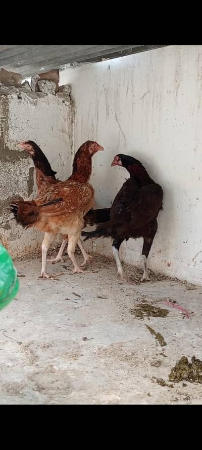 3 female 1 male and 1 Brama male