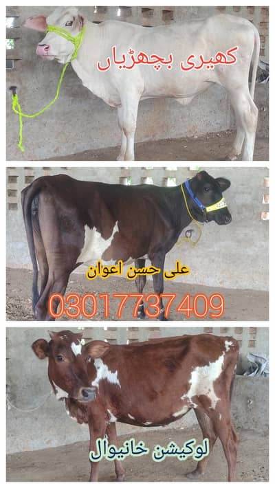 bachrian 03017737409