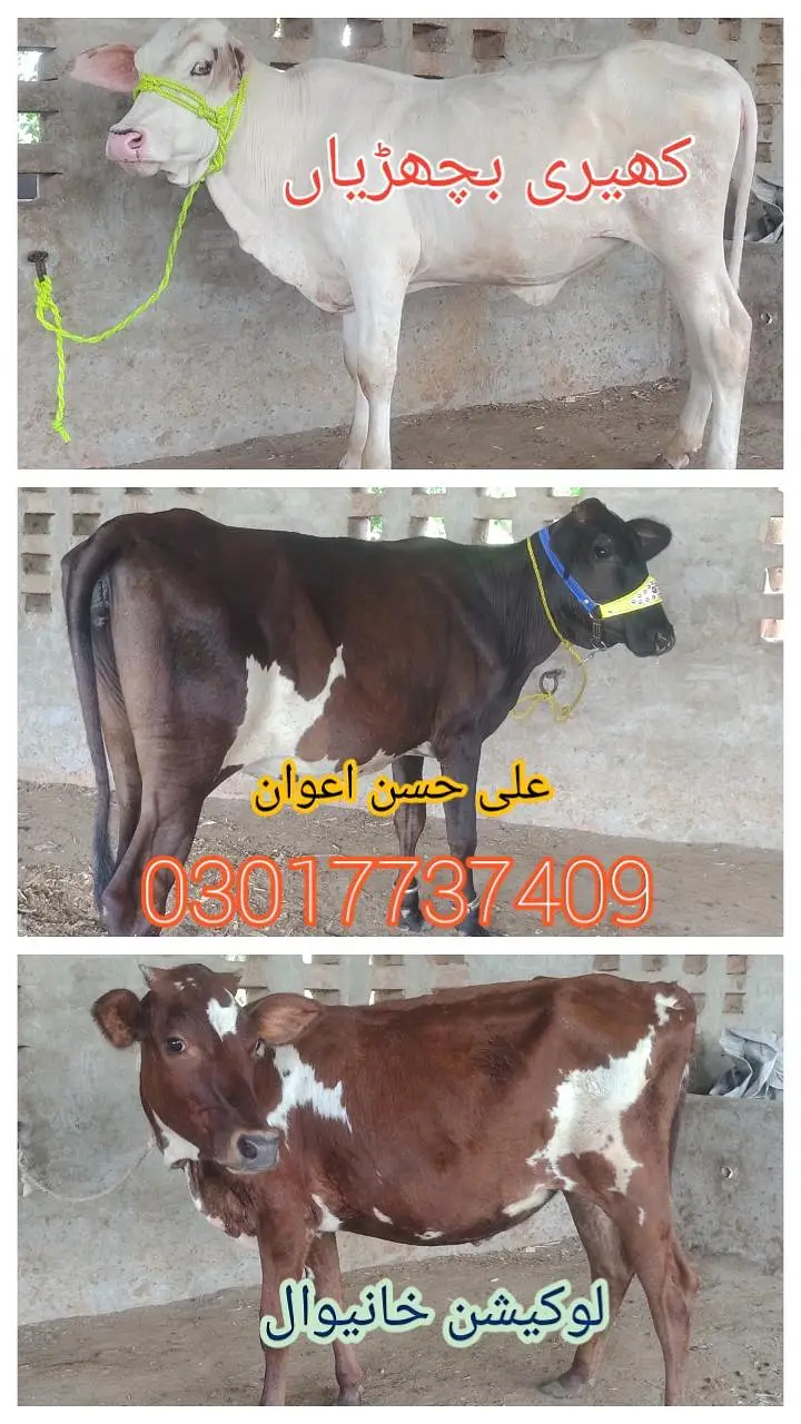 bachrian 03017737409