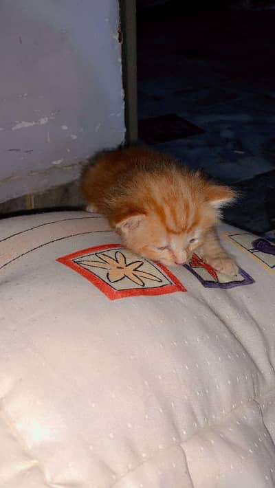 pure Persian cat