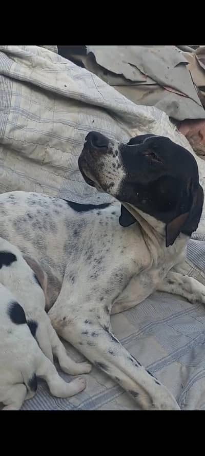 pure pointer puppies available